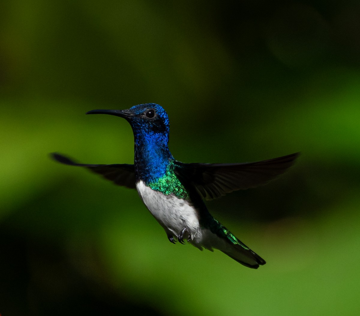 White-necked Jacobin - Braulio Castillo