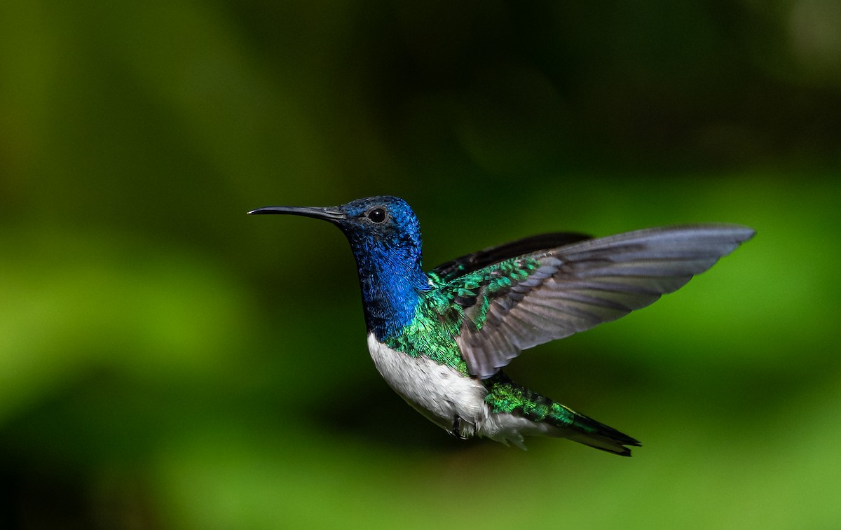 White-necked Jacobin - Braulio Castillo