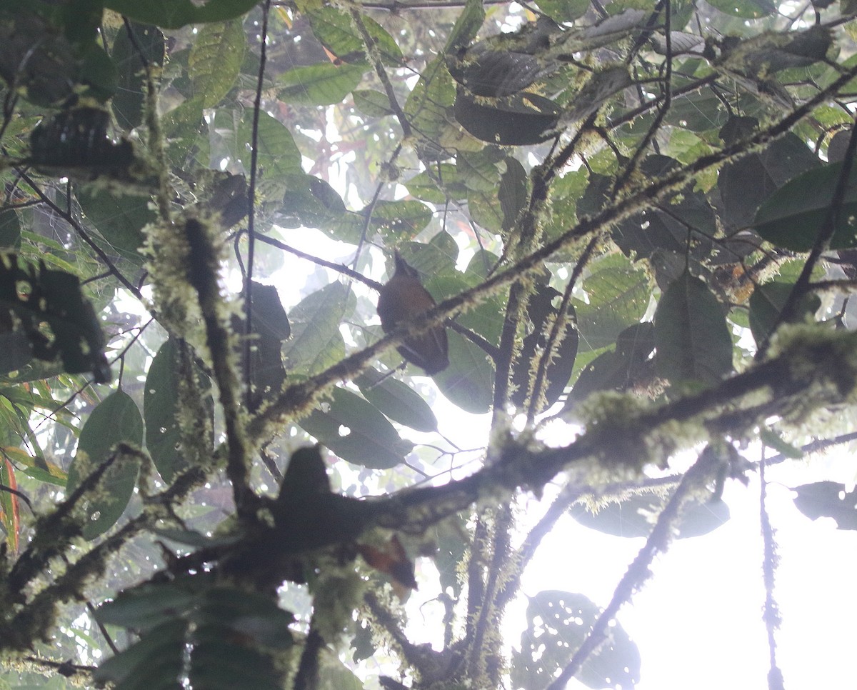 Scaled Antpitta - ML616504747