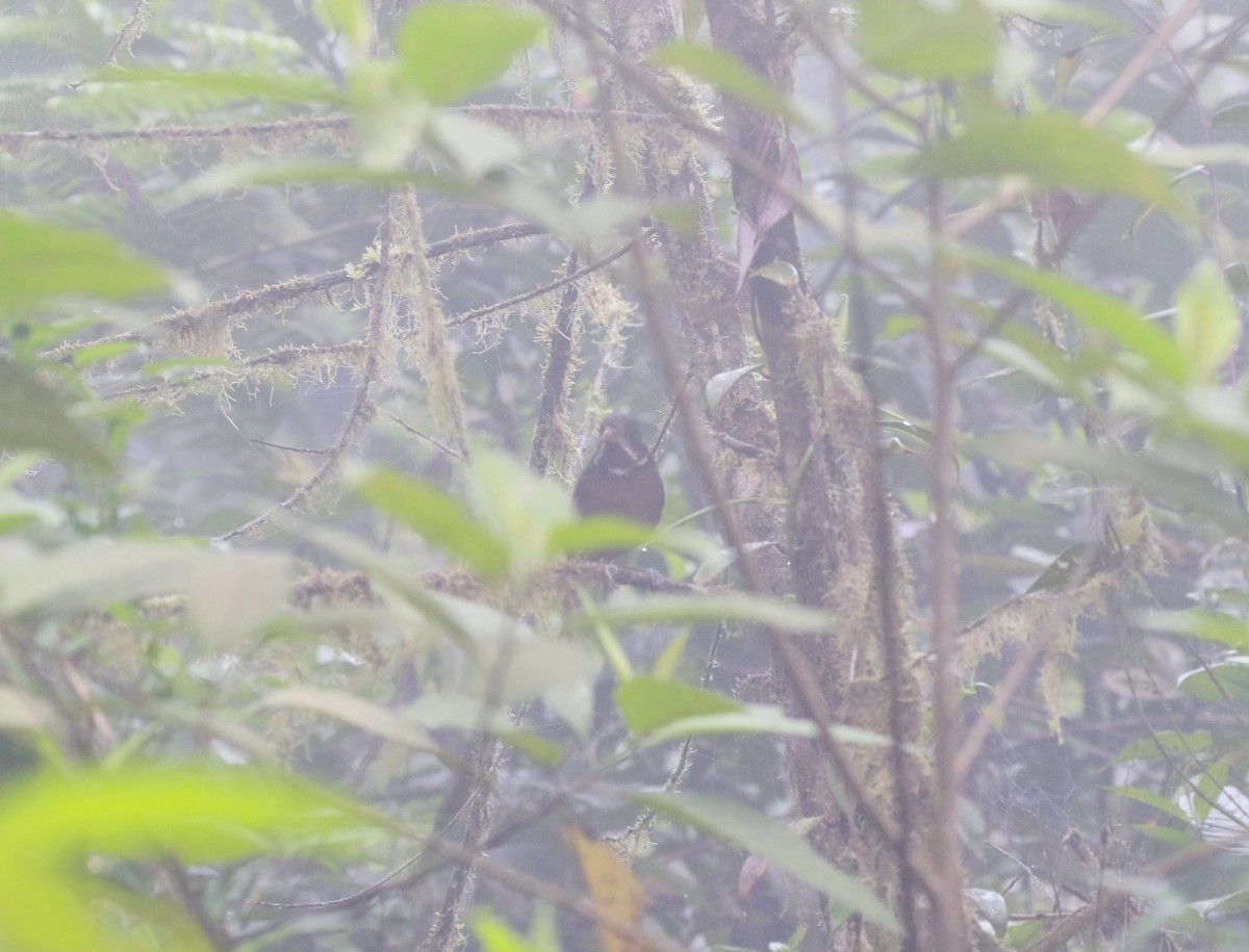 Scaled Antpitta - ML616504766