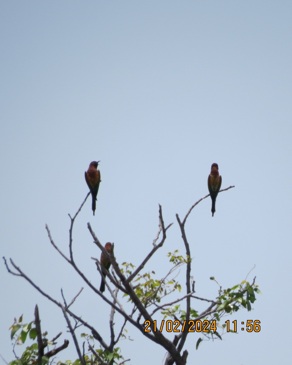 bee-eater sp. - ML616504782