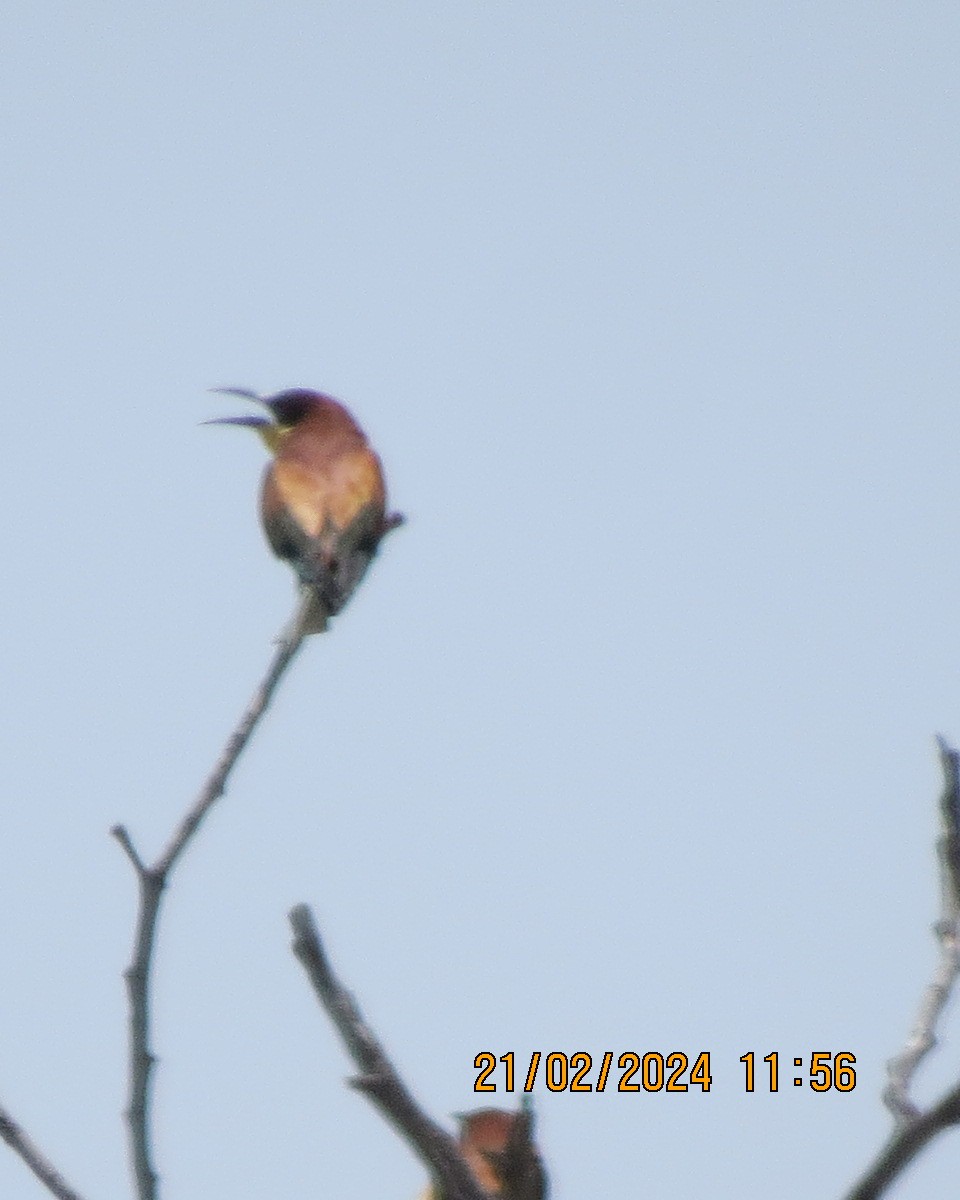 bee-eater sp. - ML616504784