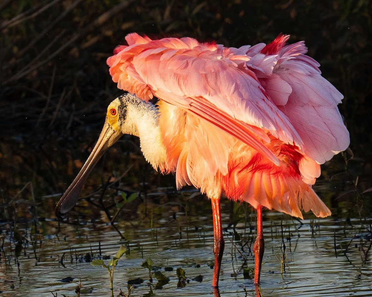 Roseate Spoonbill - Cathy Severson