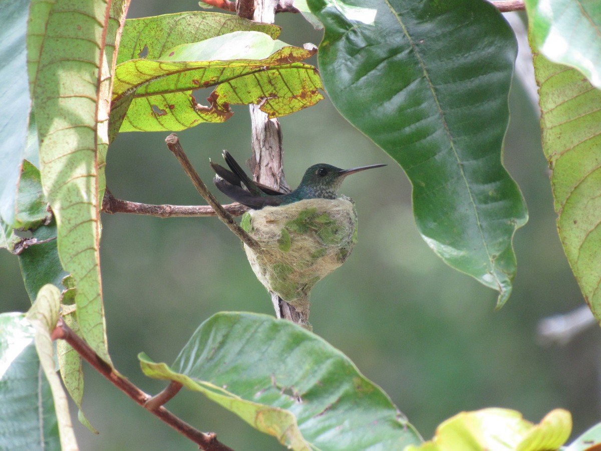 Blue-chested Hummingbird - Juan Parra