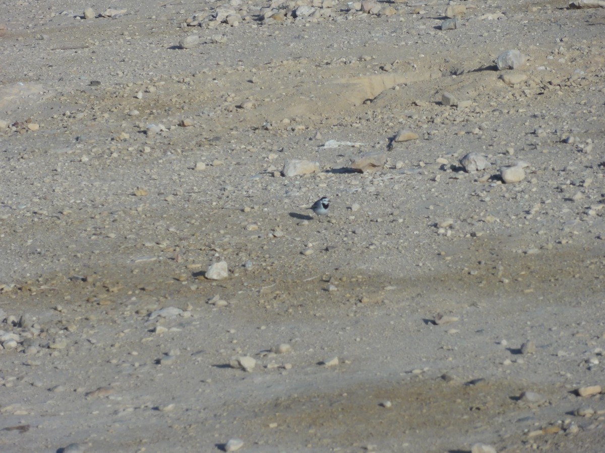 White Wagtail - ML616504809