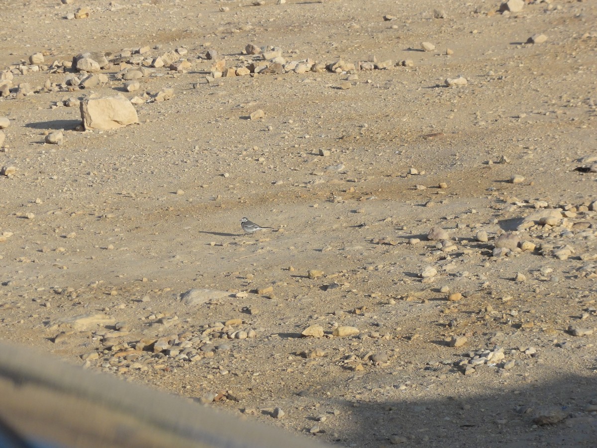 White Wagtail - ML616504810