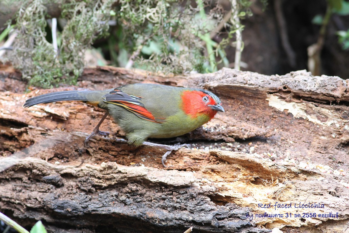 Scarlet-faced Liocichla - ML616504820