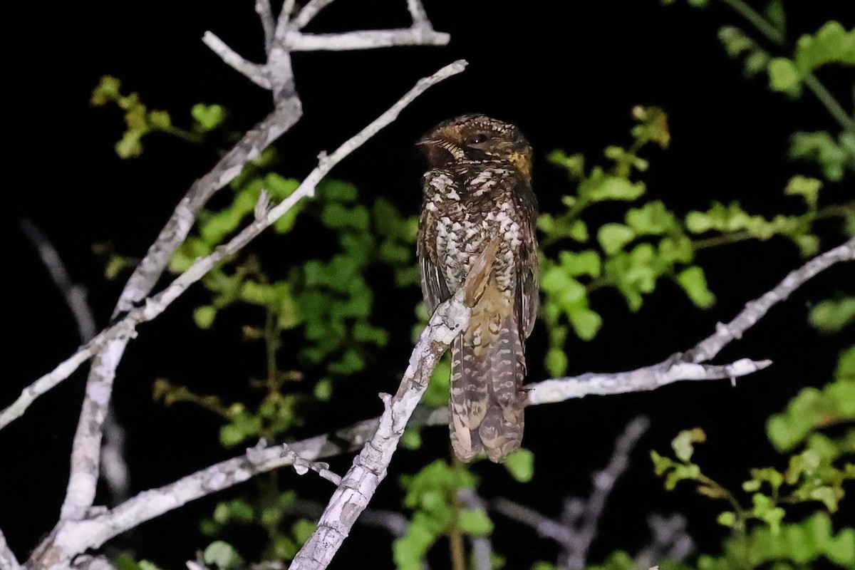 Yucatan Nightjar - ML616504833