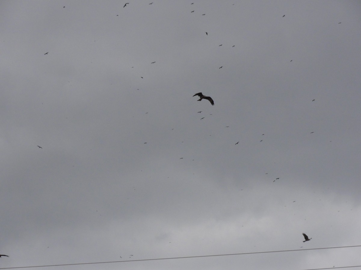 Black Kite - ML616504842