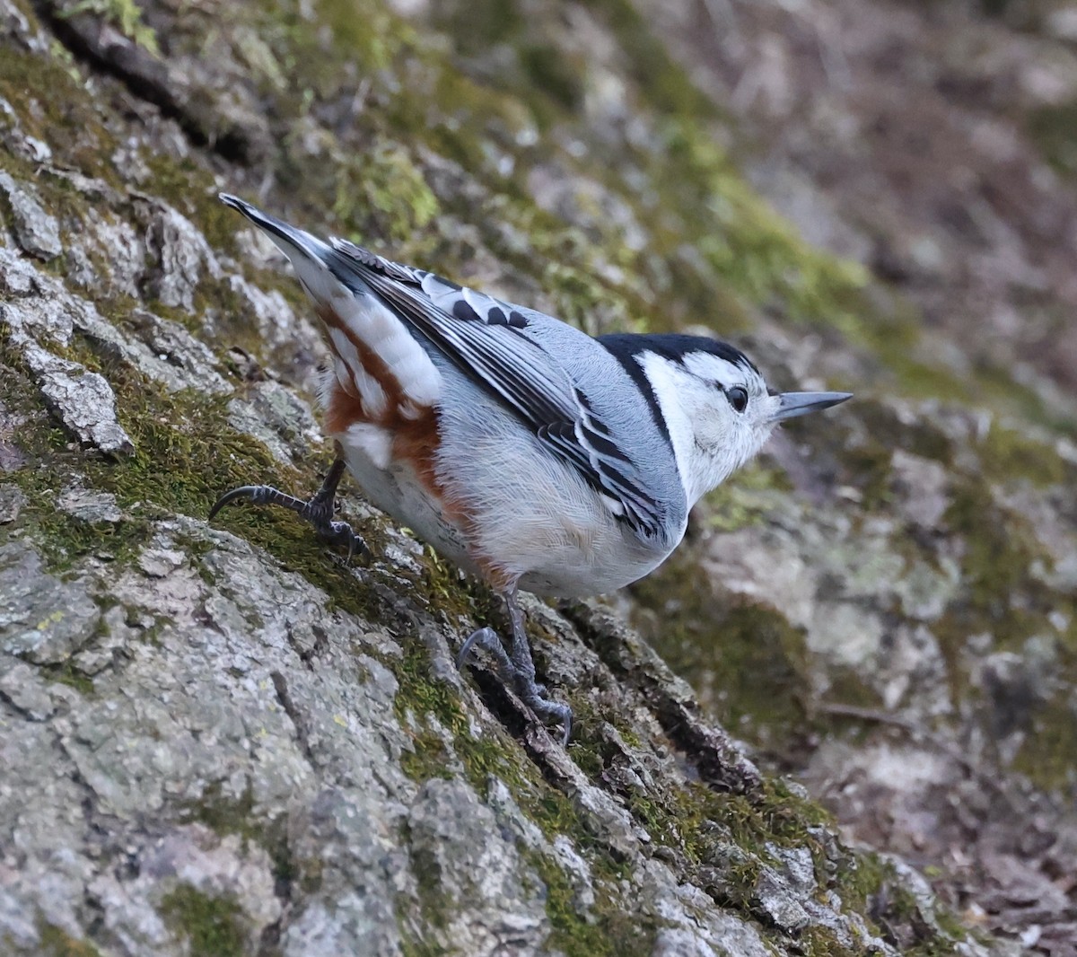 White-breasted Nuthatch - ML616504843