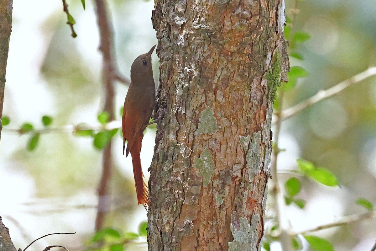 Olivaceous Woodcreeper (Grayish) - ML616504896