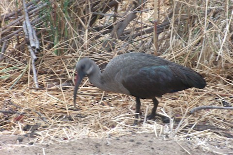 Hadada Ibis - Bob Hargis