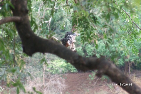 Giant Kingfisher - ML616504904