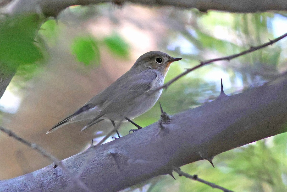 Taiga Flycatcher - ML616504988