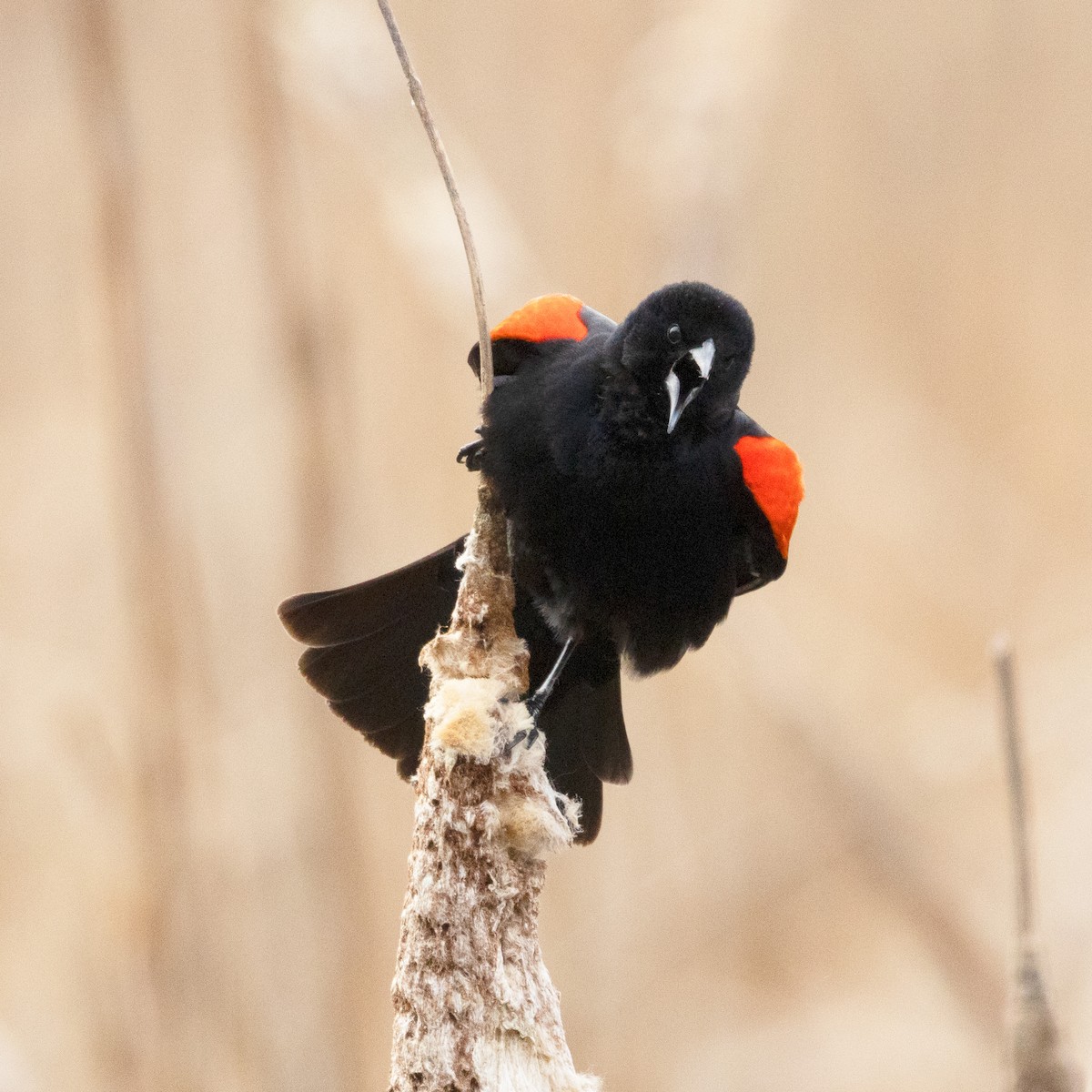 Red-winged Blackbird - ML616505029