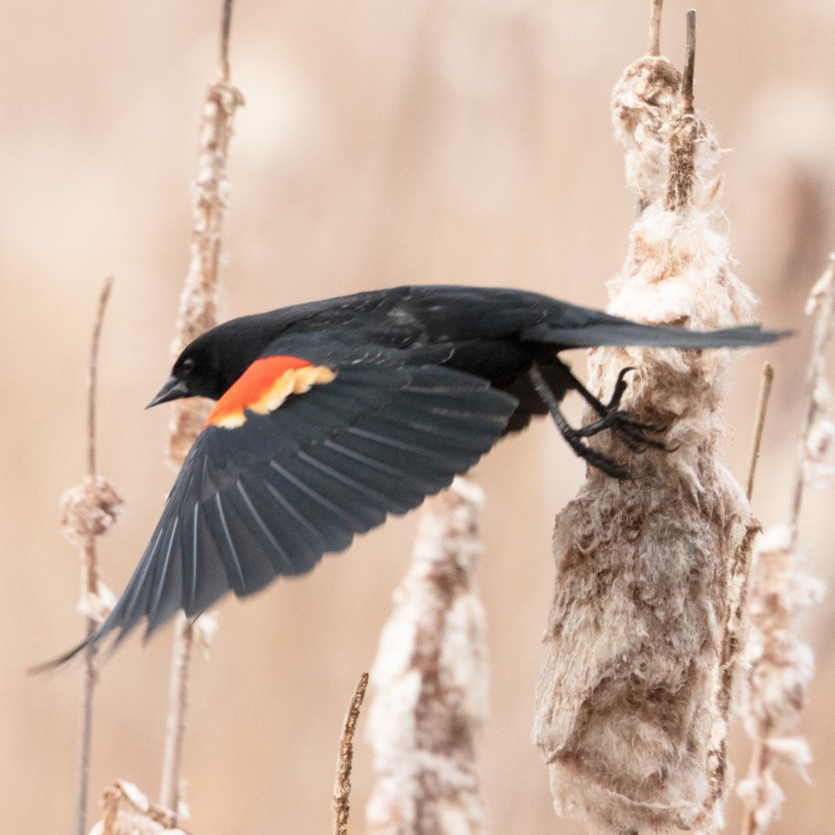Red-winged Blackbird - ML616505032