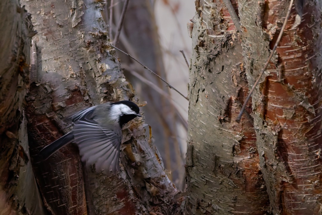 Black-capped Chickadee - ML616505062