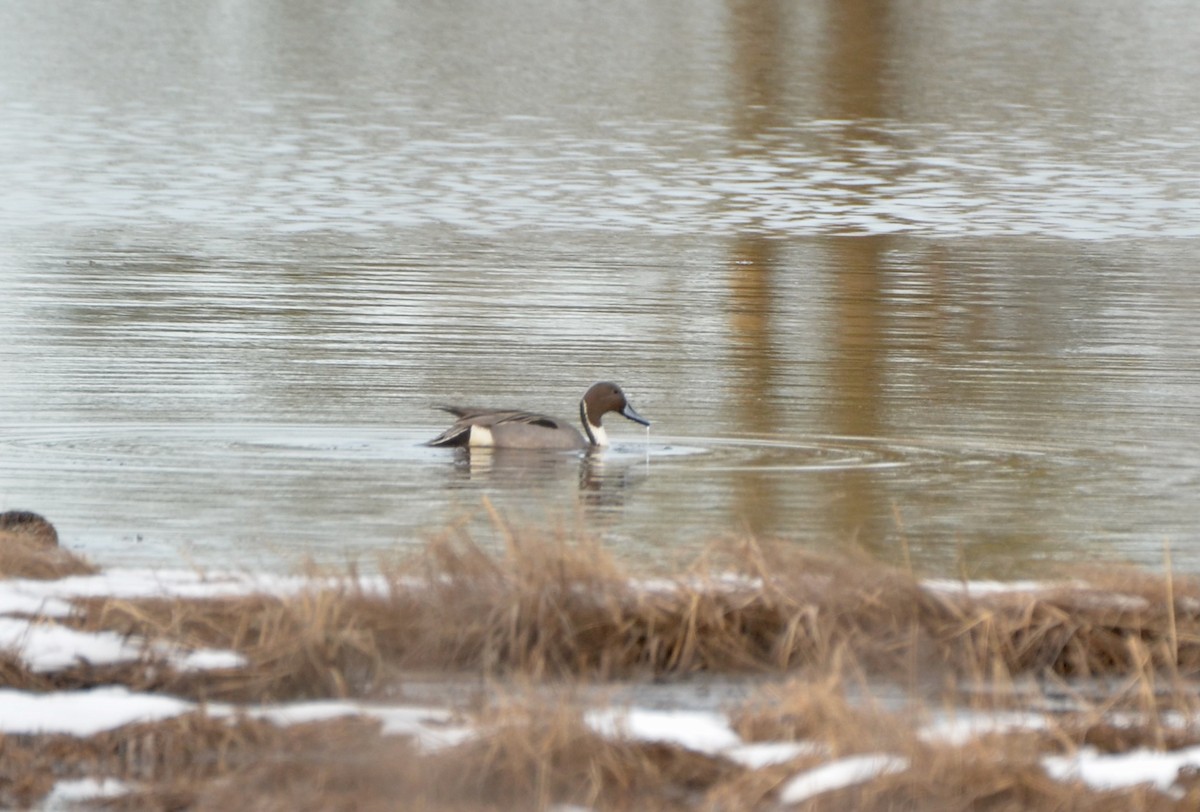 Northern Pintail - ML616505083