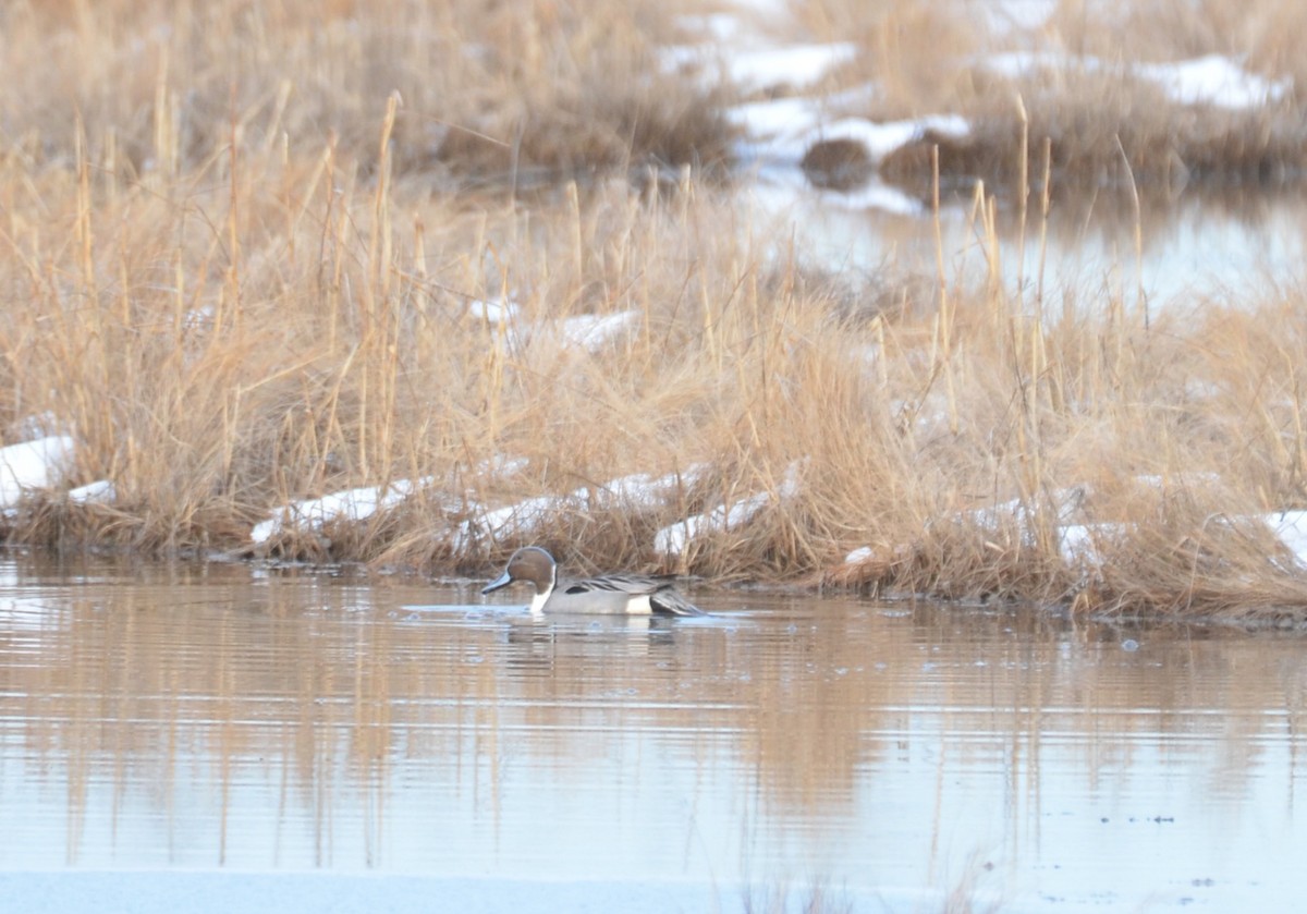 Northern Pintail - ML616505084