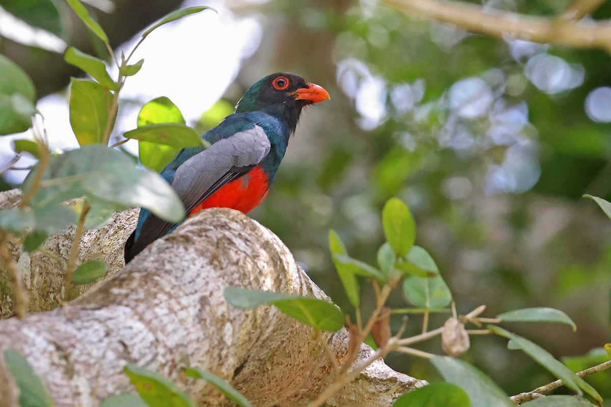 Slaty-tailed Trogon (Massena) - ML616505134