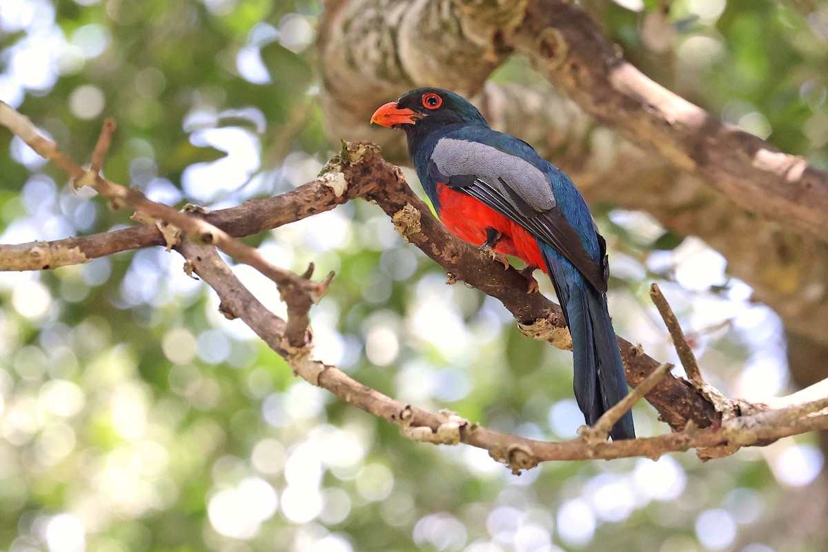 Slaty-tailed Trogon (Massena) - ML616505135