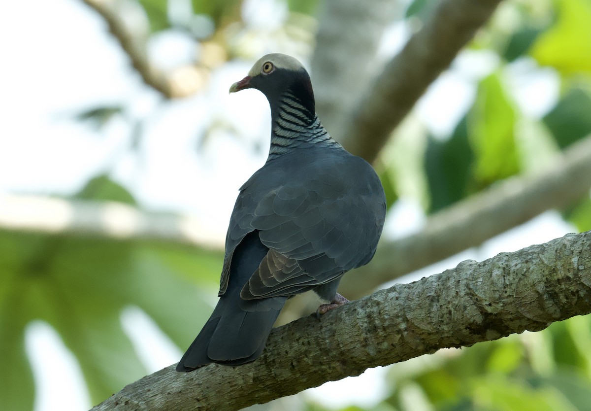 White-crowned Pigeon - ML616505138