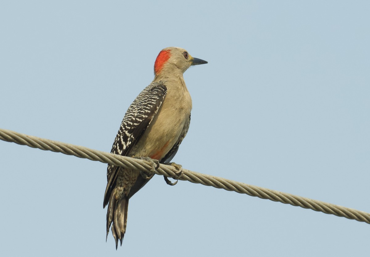 Golden-fronted Woodpecker - ML616505147