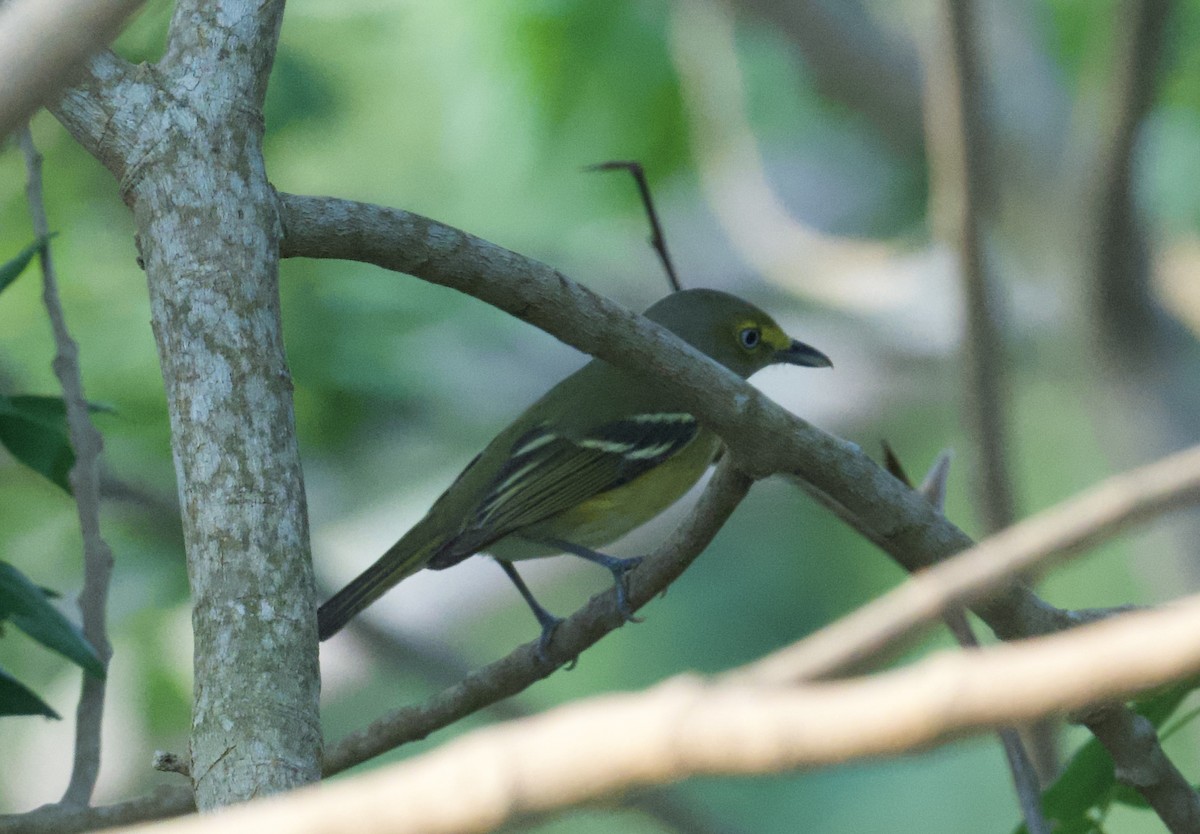 Mangrove Vireo - ML616505161