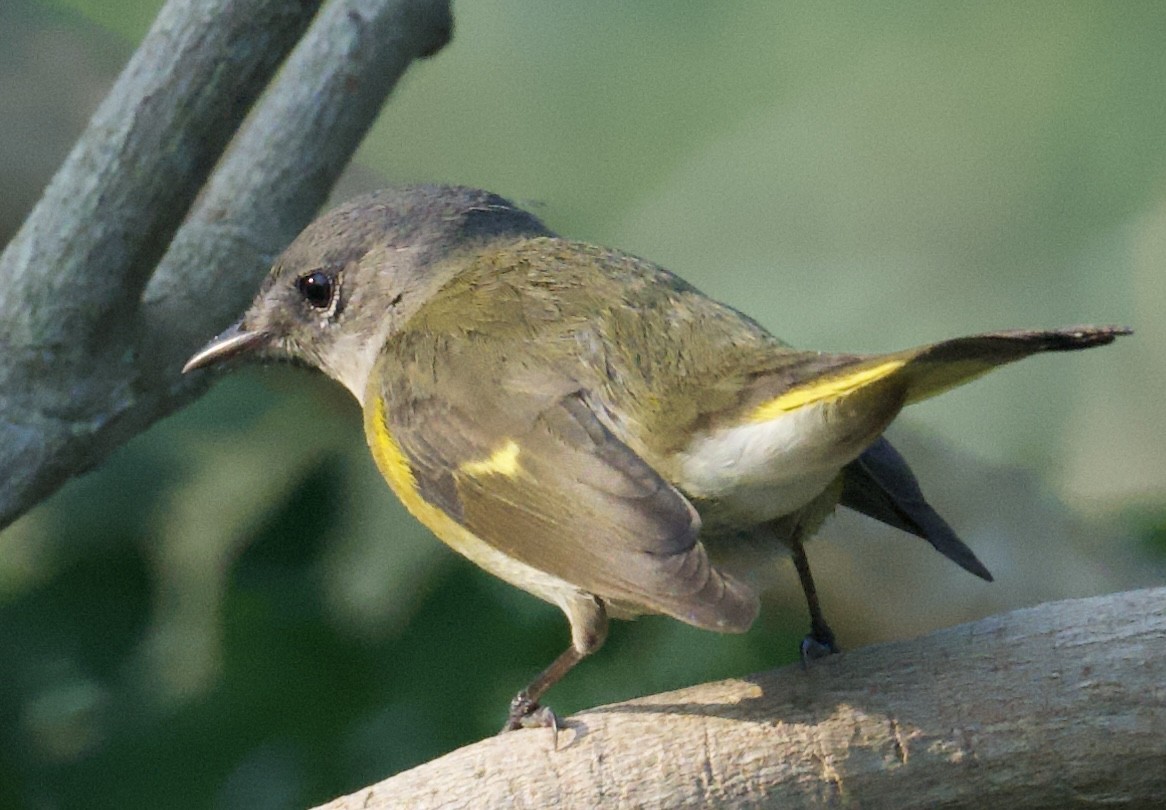 American Redstart - ML616505187