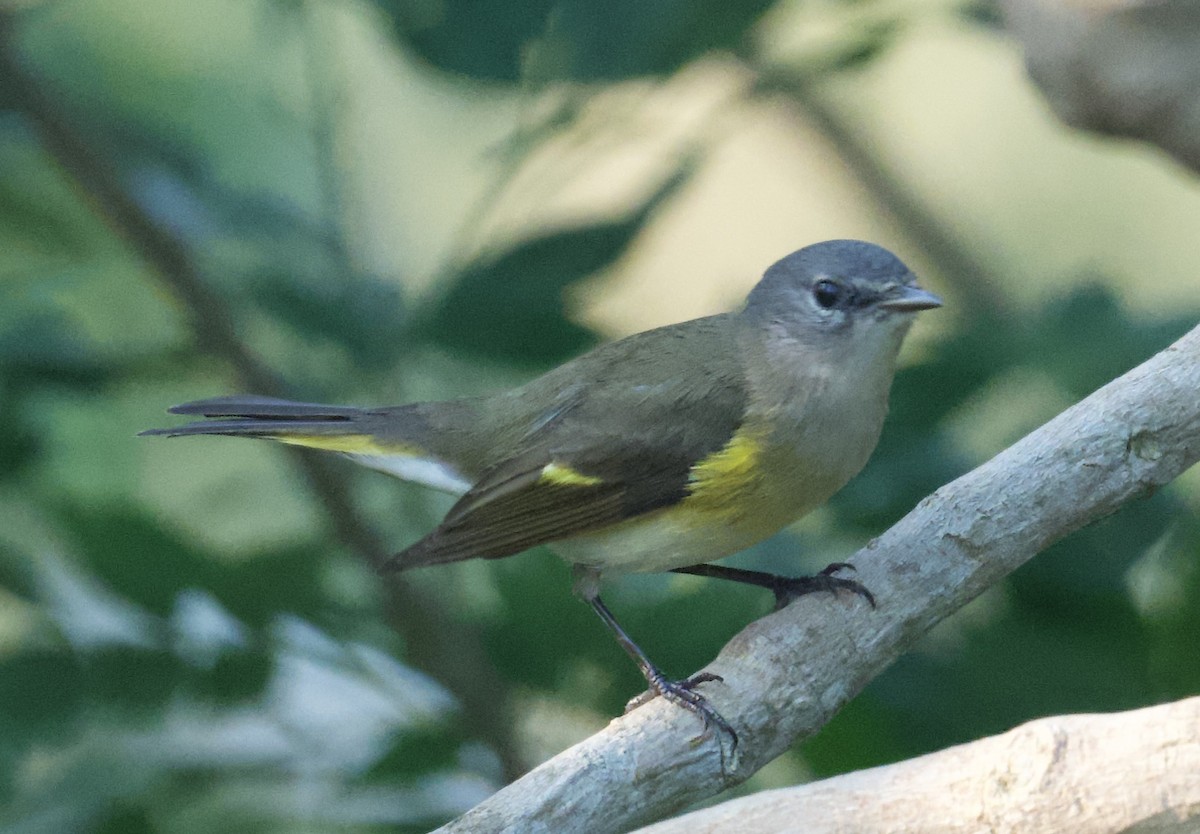 American Redstart - ML616505189