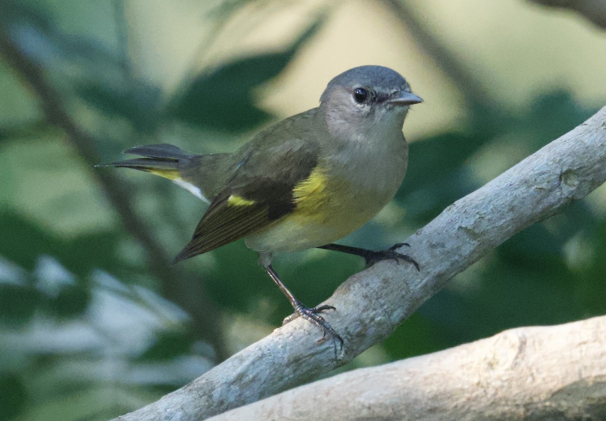 American Redstart - ML616505190