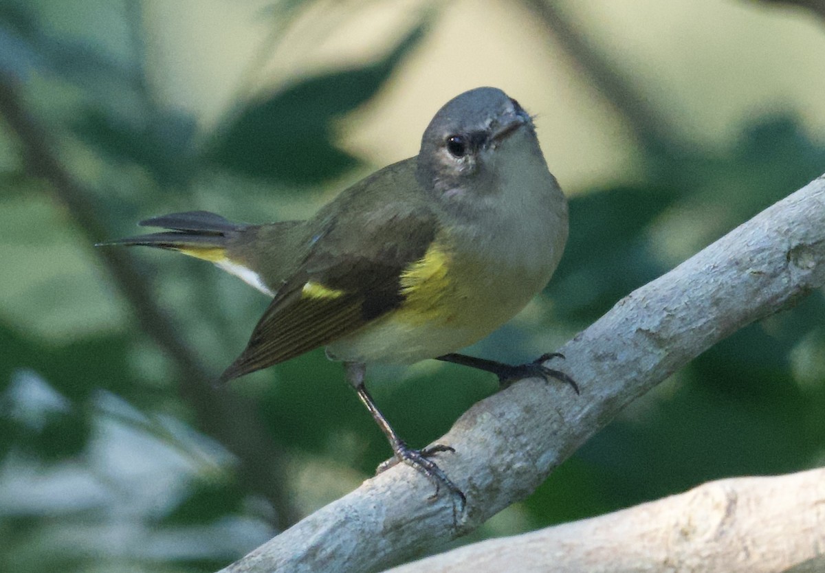 American Redstart - ML616505191