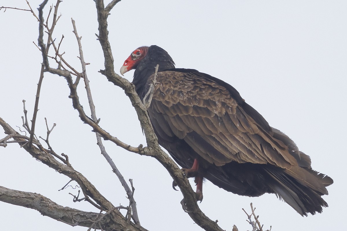 Turkey Vulture - ML616505286