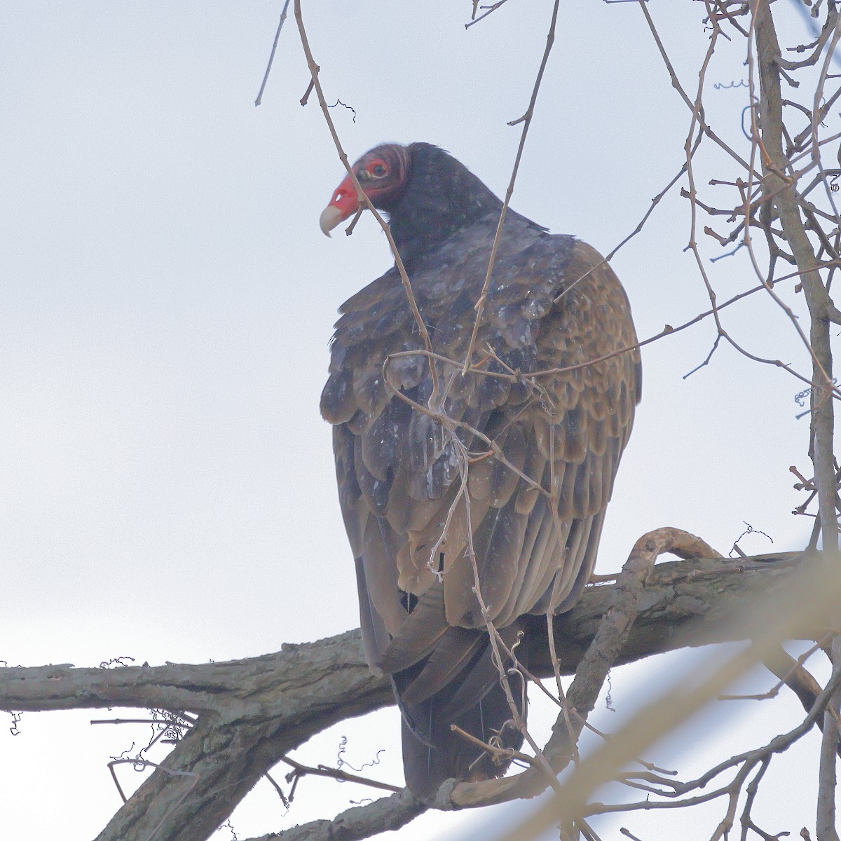 Turkey Vulture - ML616505287