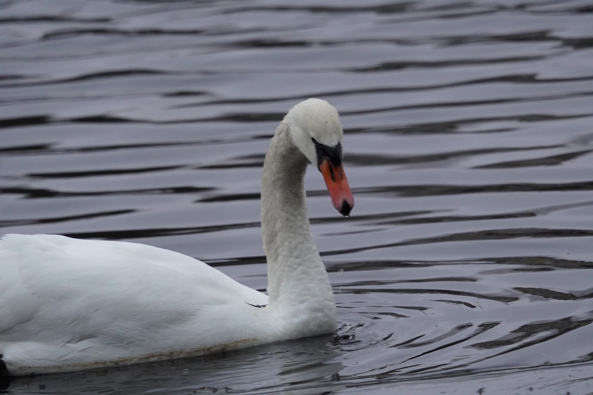 Cygne tuberculé - ML616505298