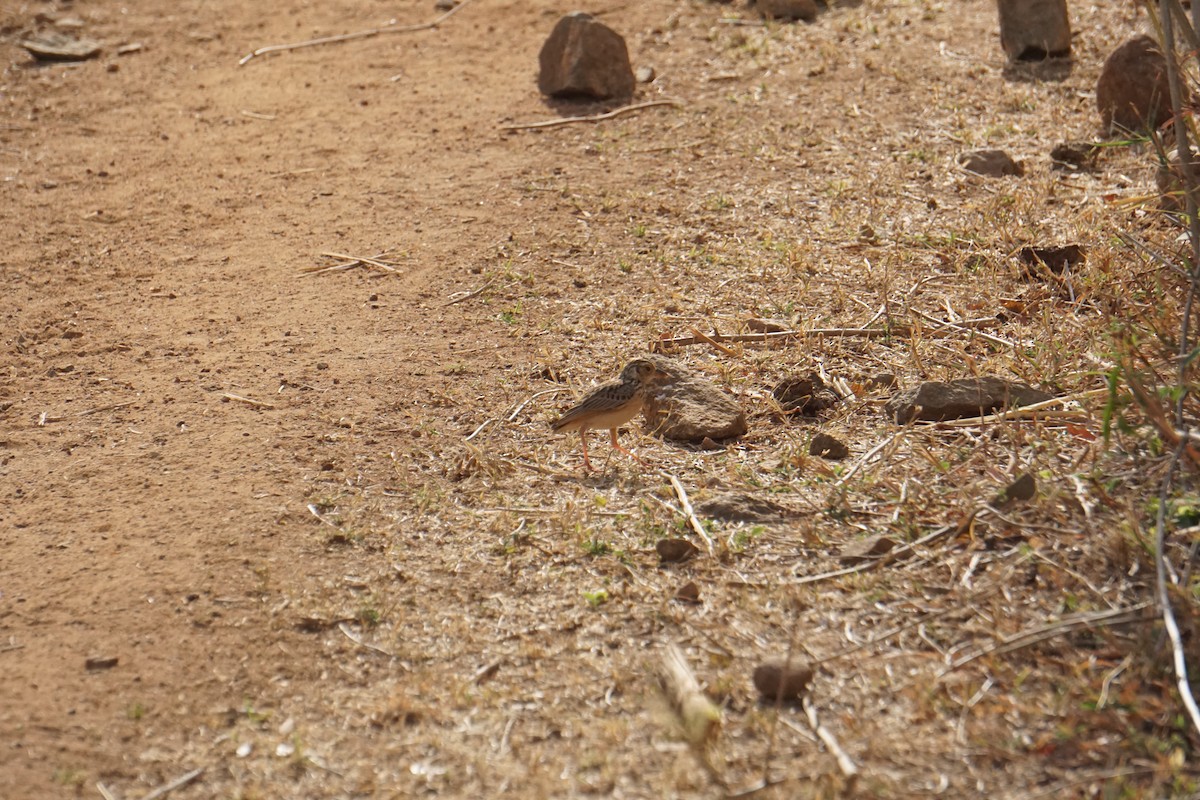 Jerdon's Bushlark - Kirubakaran Valayapathi