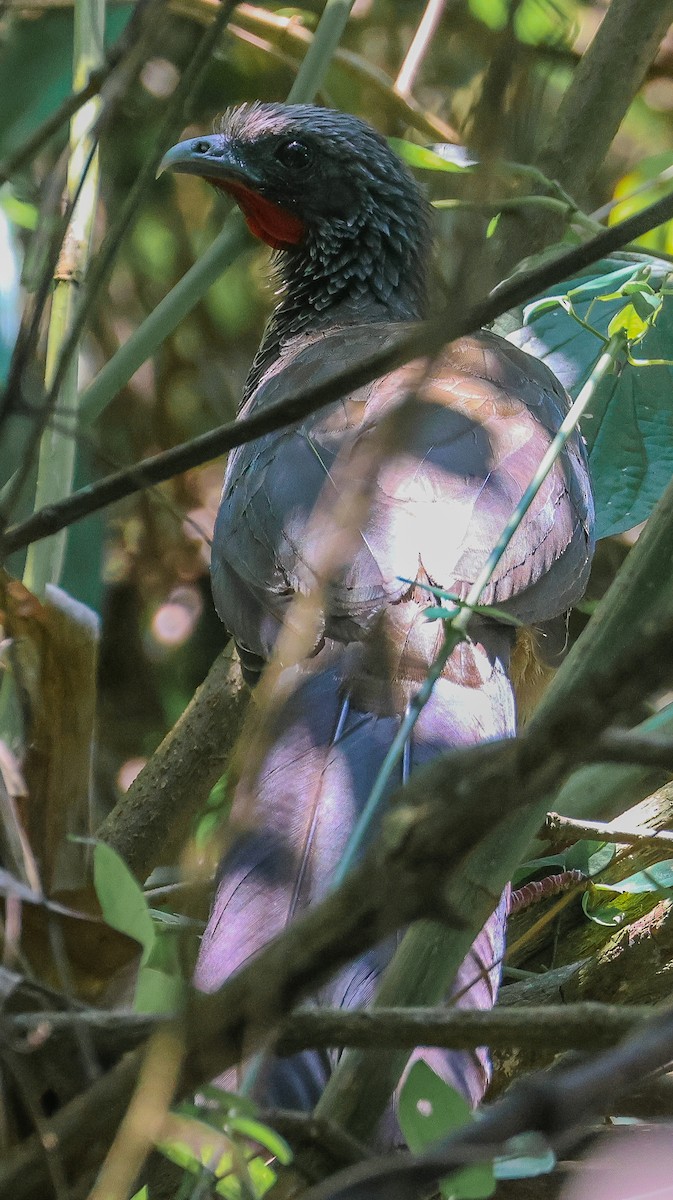 Colombian Chachalaca - Guillermo O