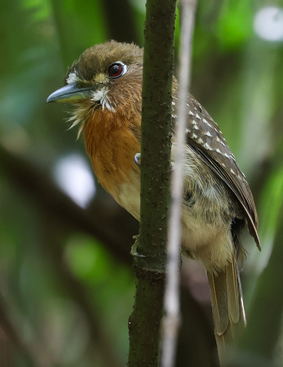 Moustached Puffbird - Guillermo O