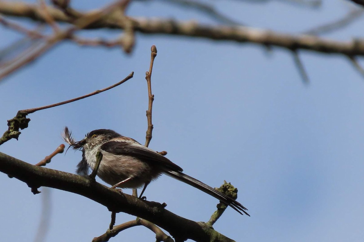 Long-tailed Tit - Rosa Benito Madariaga