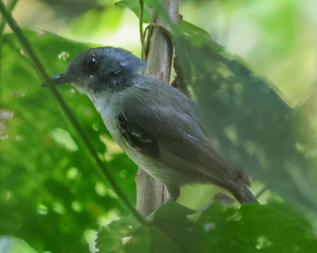 Plain Antvireo - Guillermo O