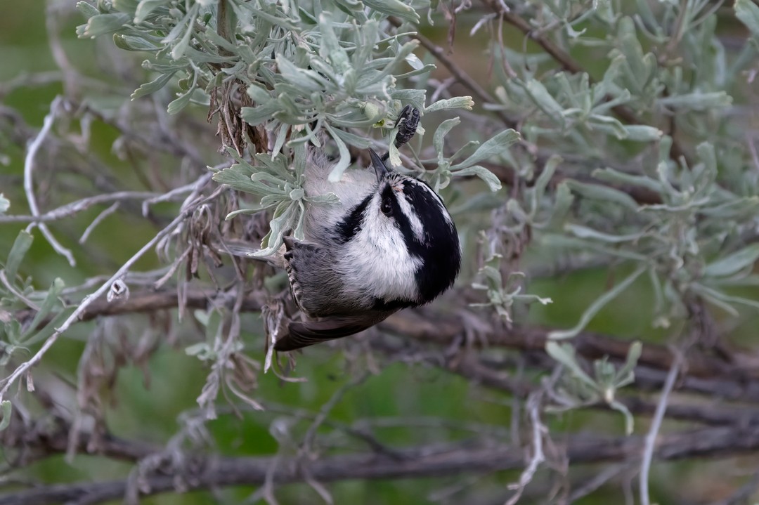 Mountain Chickadee - ML616505406