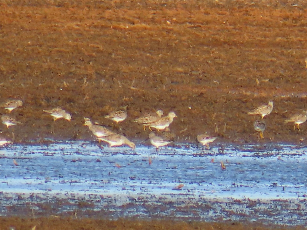 Pectoral Sandpiper - ML616505416