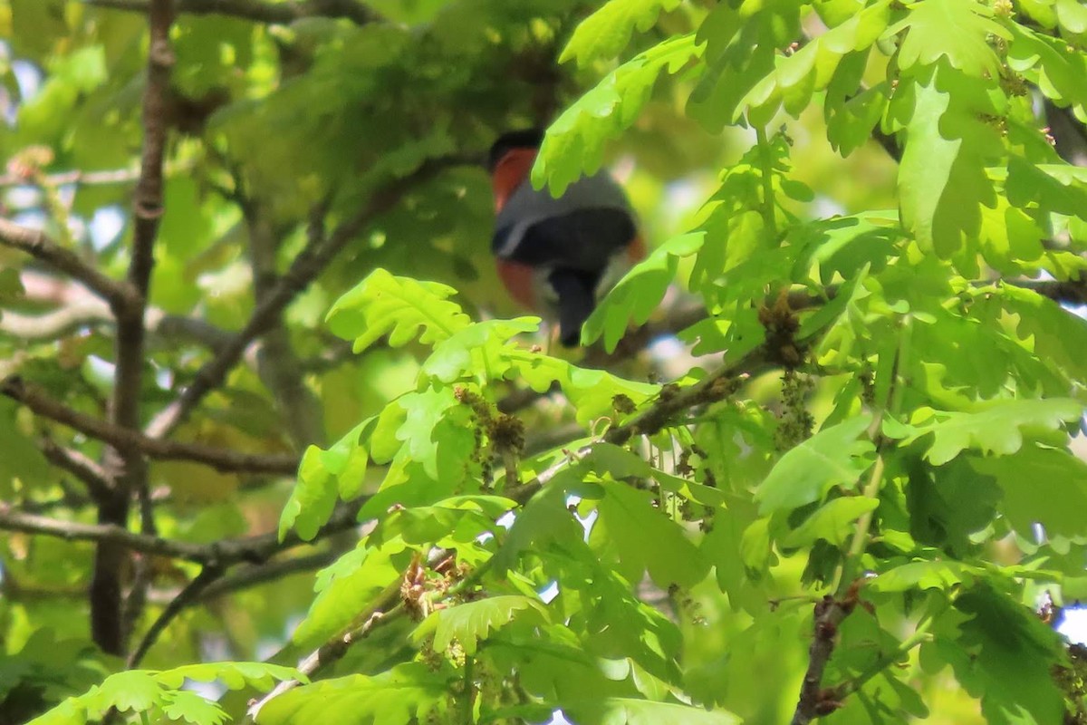 Eurasian Bullfinch - ML616505424