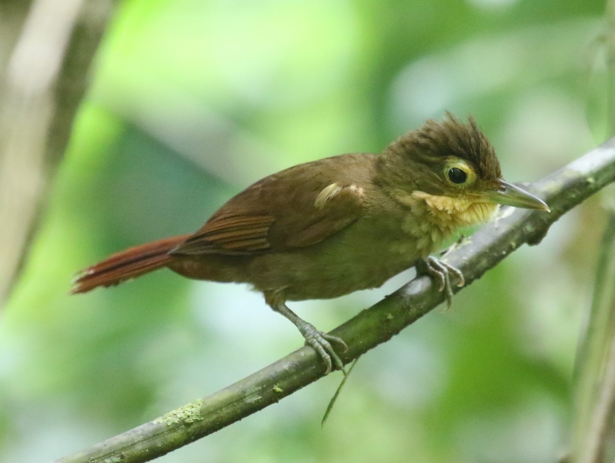 Chiriqui Foliage-gleaner - ML616505426