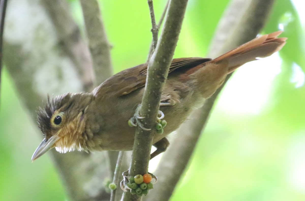 Chiriqui Foliage-gleaner - ML616505435