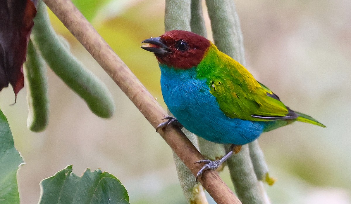 Bay-headed Tanager - Guillermo O
