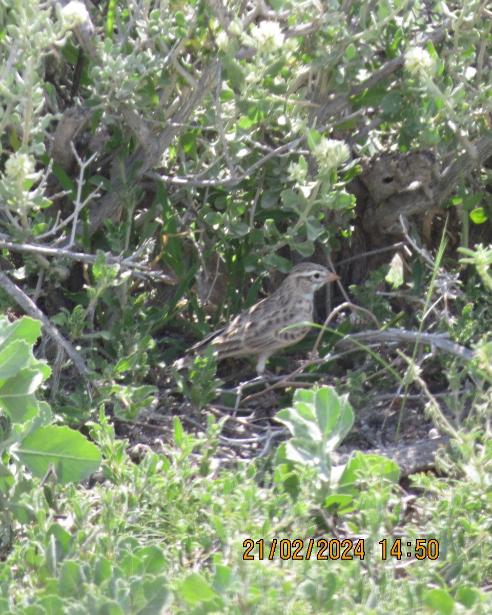 Pink-billed Lark - ML616505449