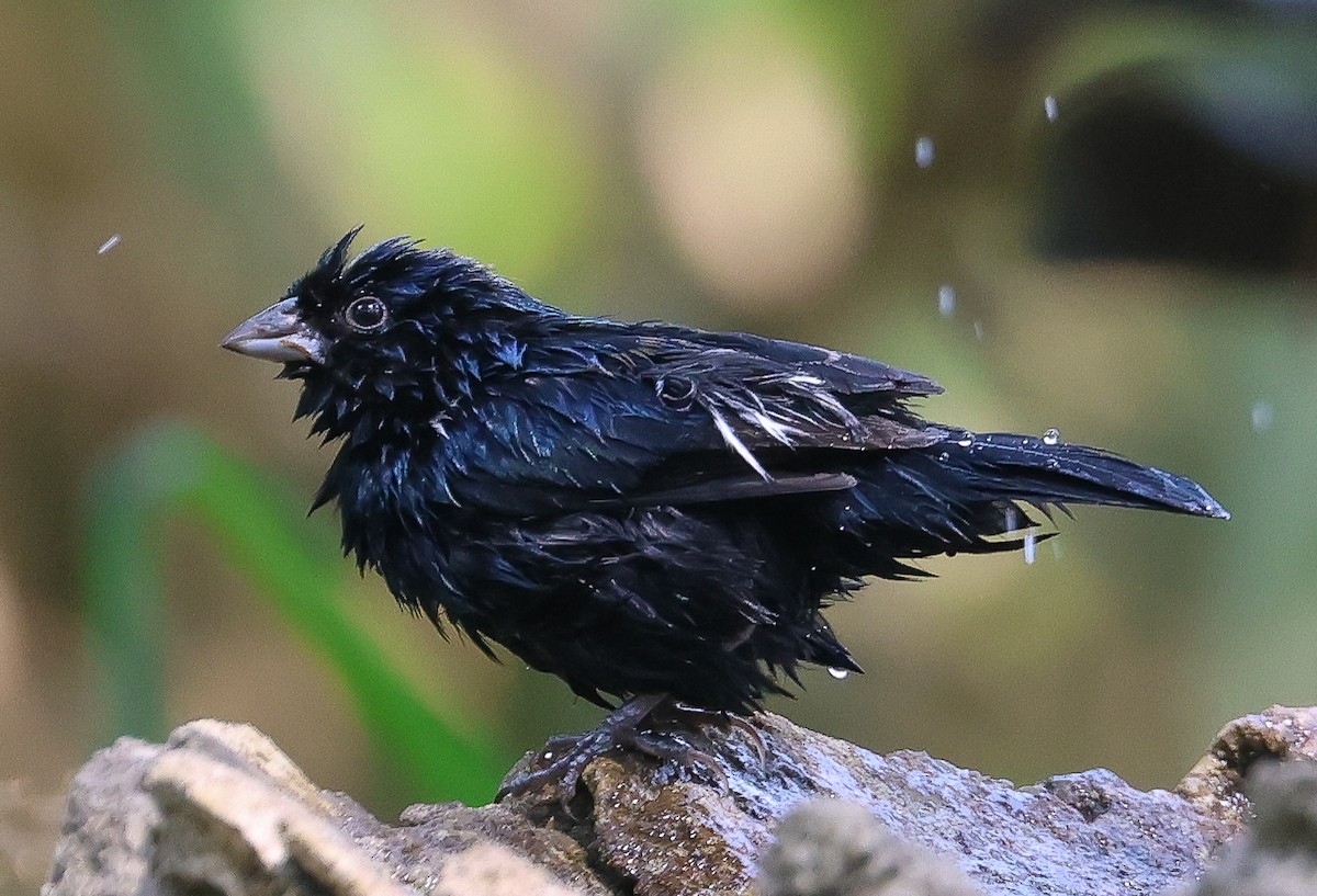 Blue-black Grassquit - Guillermo O