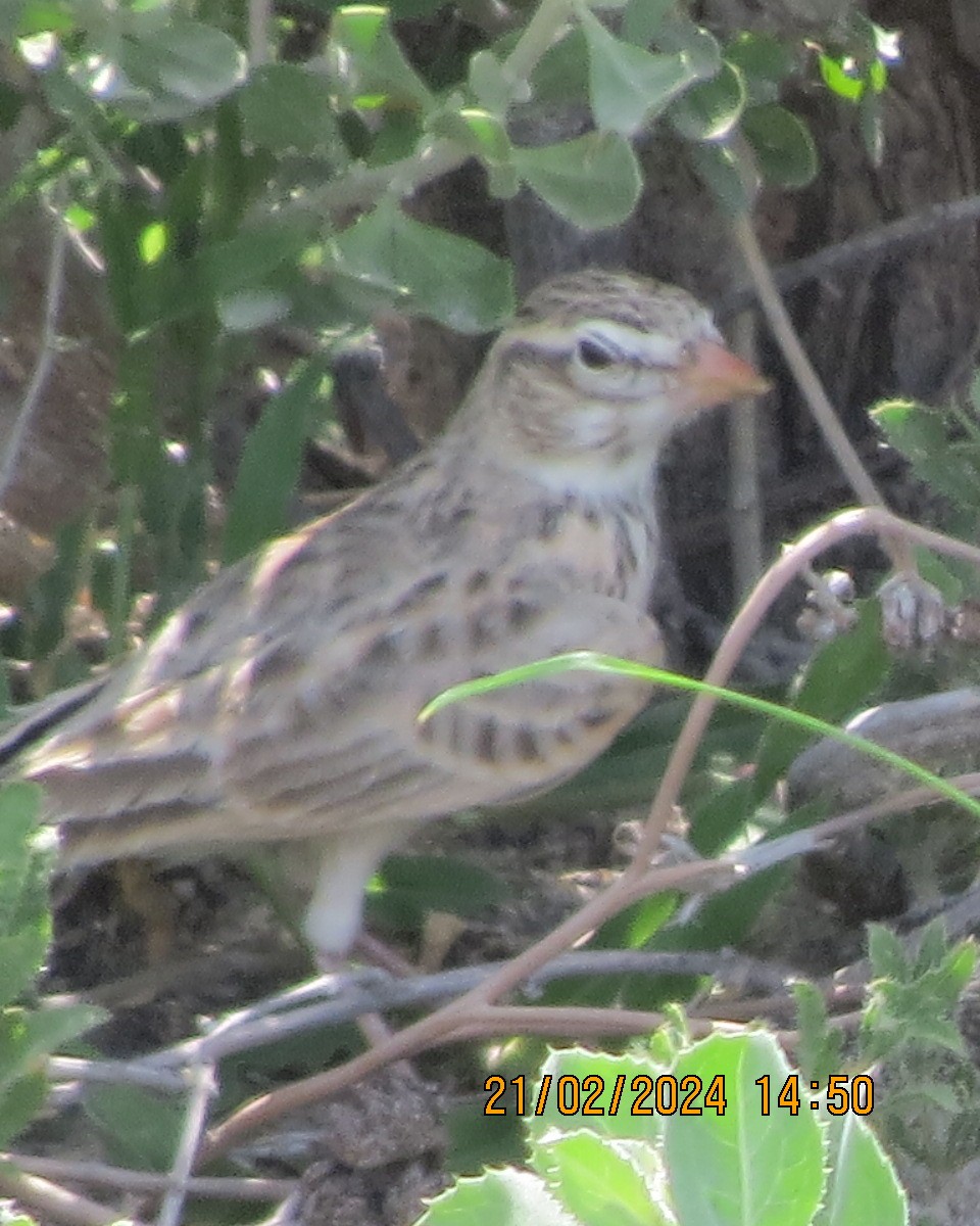 Pink-billed Lark - ML616505456