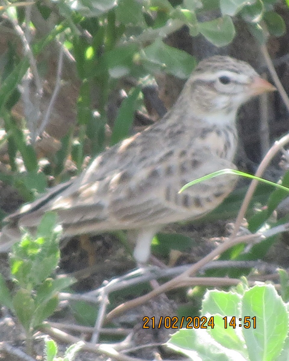 Pink-billed Lark - ML616505460